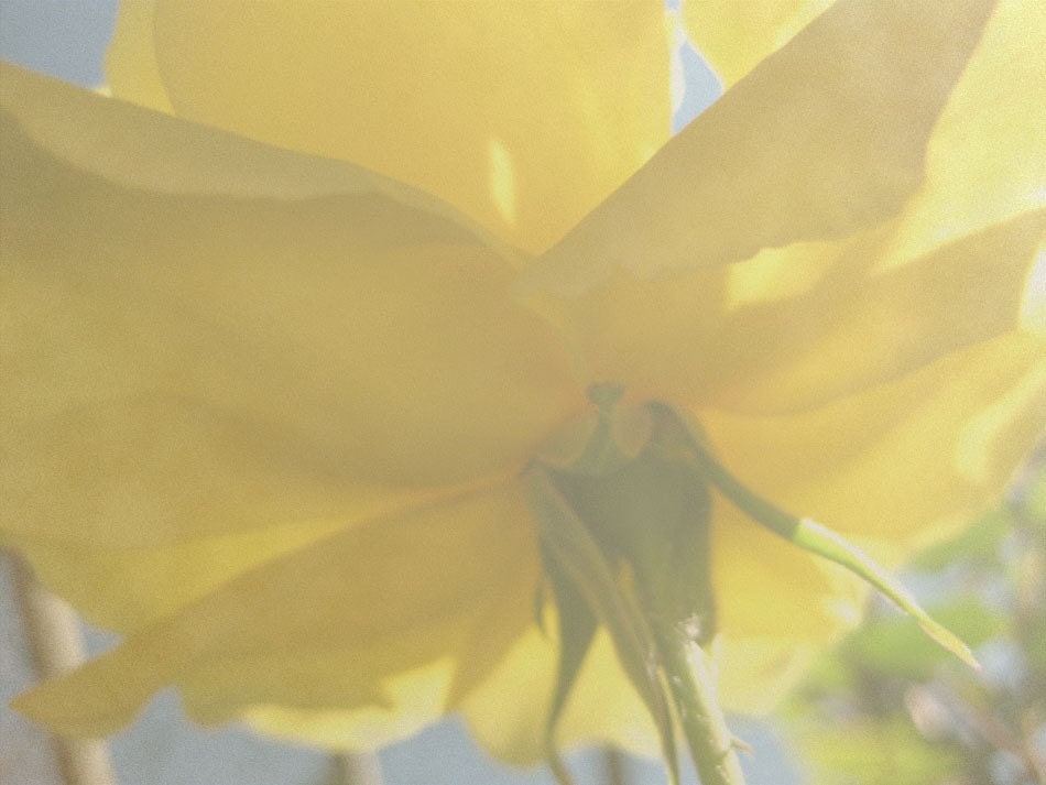 Yellow Rose Reaching for the Sun Original Photograph