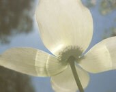 White Dogwood Reaching for the Sun Original Photograph