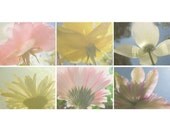 Six Floral Photo Notecards Reaching for the Sun