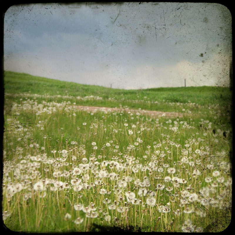 The Field II - Original FIne Art Photograph