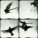 Birds in flight - four 5"x5" prints