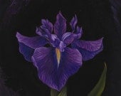 Bellender Blue Iris - Original Oil Painting on Wood 8x8