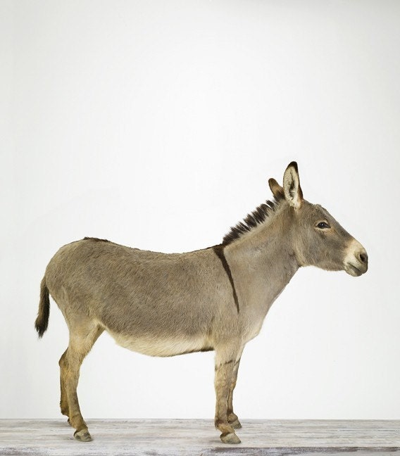Miniature Donkey, 7 x 8 Fine Art Print