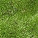 Make Your Own Moss Terrarium - Chic Moss Terrarium Kit No.25 Comes with Monogram of Choice