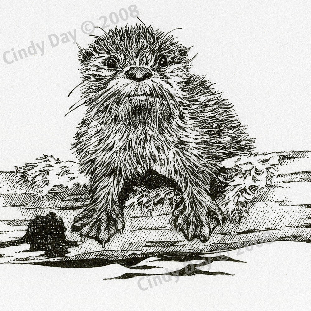 Baby Otter Pen and Ink Print 8x10  "Wet Behind the Ears"