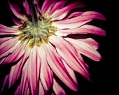 Pink Chrysanthemum Fine Art Photograph