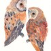 Two Barn Owls - Original watercolor painting