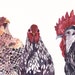 Three Chickens - Archival Print