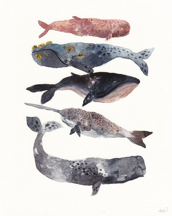 Five Whales Stacked - 11" x 14" Archival Print
