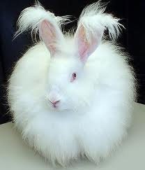 Adopt a Angora bunny for an 3 months,and receive a 1/2 oz of fiber per month - wildwoolfarm