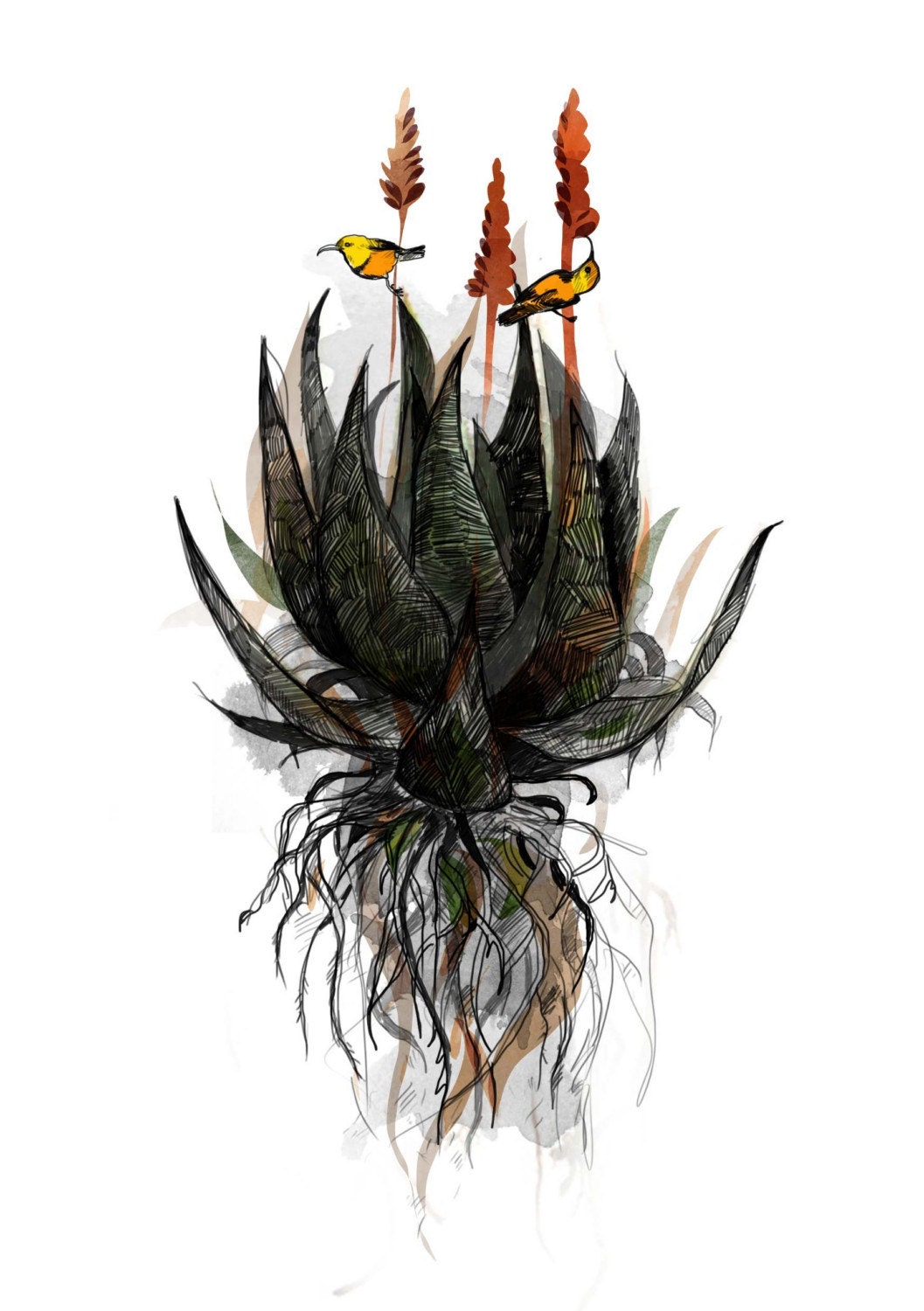 Aloe Illustration