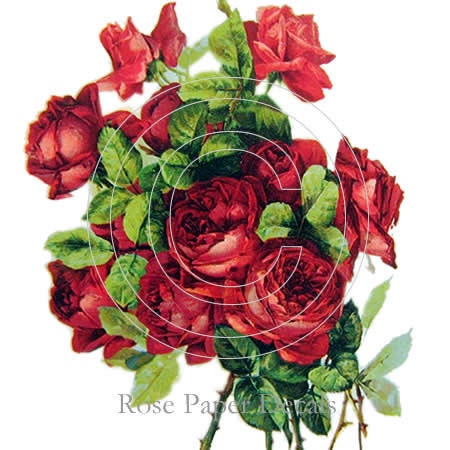 Shabby Victorian Klein Red Rose Vintage Chic Decals - De-Klein-14