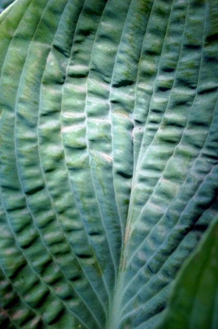 Wrinkled Leaf