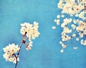 Flower Photography, Nature Photo, Cherry Blossoms, Spring, Blue, White, Romantic, Wall Decor, Happy -Pretty in the Sky (8x10)