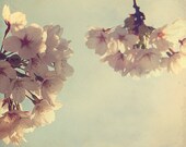 Nature Spring Photograph, Lovely, Feminine, Cherry Blossoms, Spring, Park, Wall Decor, White, Soft Colours -Early Spring Morning (8x8)