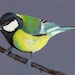 Songbird / Blue background