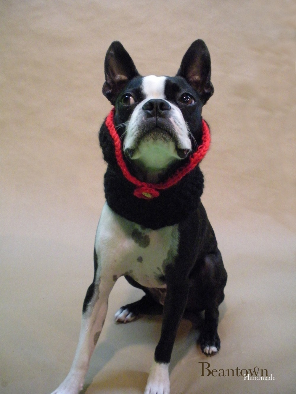 The Count - Dog Collar