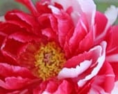 Red and White Variegated Peony - 8 x 10 Photography Print