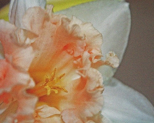 White And Orange Ruffled Daffodil - 8 x 10 Photography Print