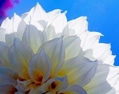 Turquoise Sky White Dahlia- 8 x 10 Photography Print