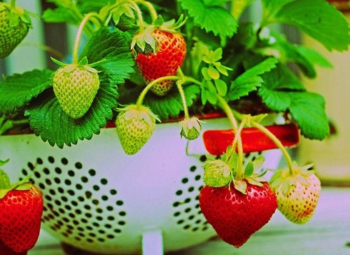 Fresh Summer Strawberries - 8 x 10 Photography Print