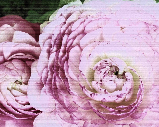 Purple & White Retro Ranunculus - 8 x 10 Fine Art Photography Print