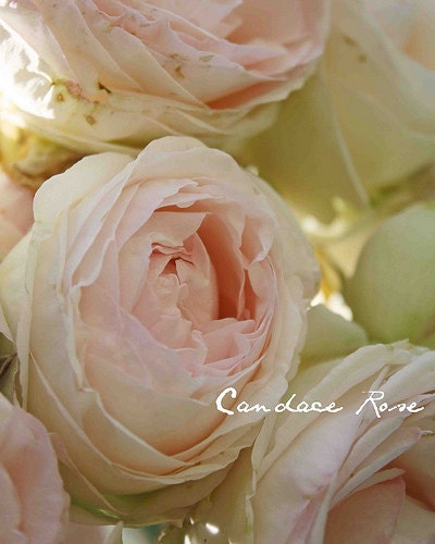 Light Pink Eden English Rose Buds Fine Art 8 x 10 Photography Print