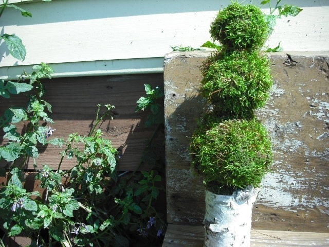 Moss and birch bark pomander topiary for the rustic, woodland nature home.