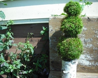 Moss and birch bark pomander topiary for the rustic, woodland nature home.