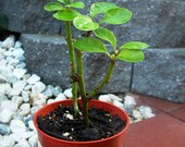 Longevity Plant for Diabetes and High-Cholesterol ( Gynura Procumbens / Ashitaba )