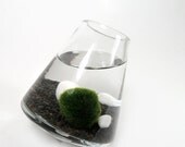 Marimo in the Black Rocking Playground