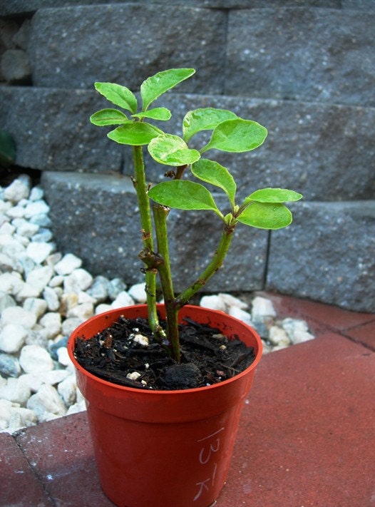 Longevity Plant for Diabetes and High-Cholesterol ( Gynura Procumbens / Ashitaba )