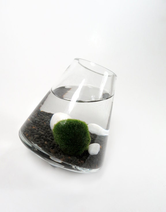 Marimo in the Black Rocking Playground