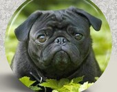 PUG Pocket Mirror or Magnet 2.25" 2-1/4" - Buy 2 Get 1 FREE (D109)