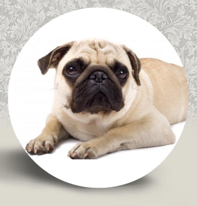 Pug Pocket Mirror or Magnet 2.25" 2-1/4" - Buy 2 Get 1 FREE (D101)