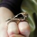 Raven Skull Knuckle Duster Ring in Solid Bronze by Moon Raven Designs