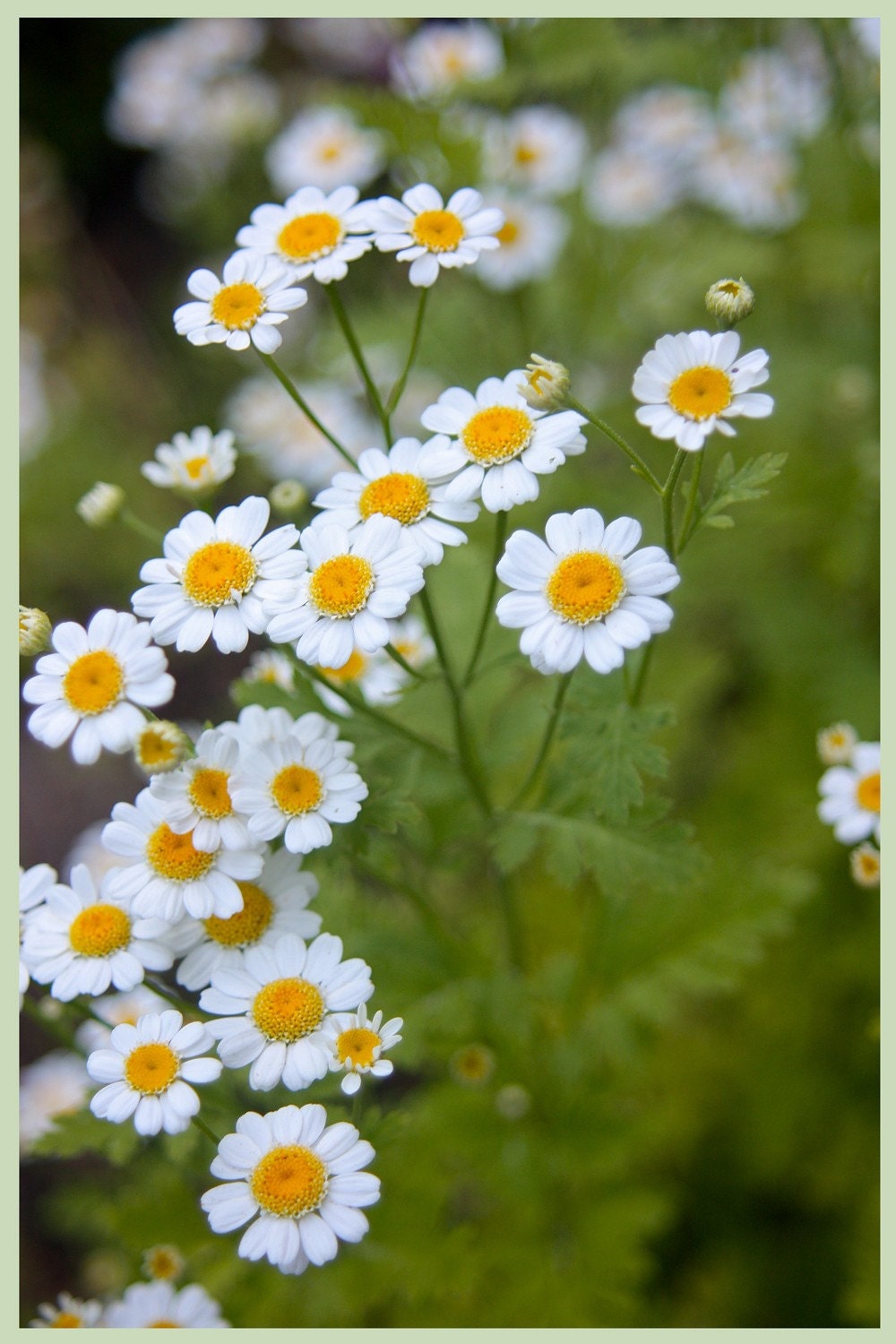 PRINT FLORAL PHOTOGRAPHY, Macro, Yellow and White, Cascading Flowers