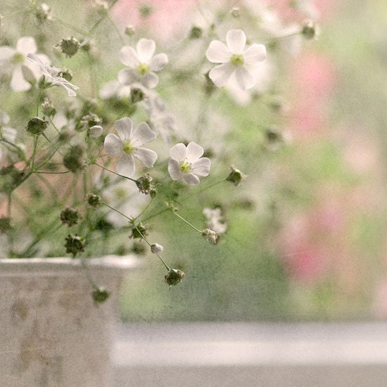 Flower photograph. White flowers. Pastel. Fine art photography print. 8x8 inches (20x20 cm)