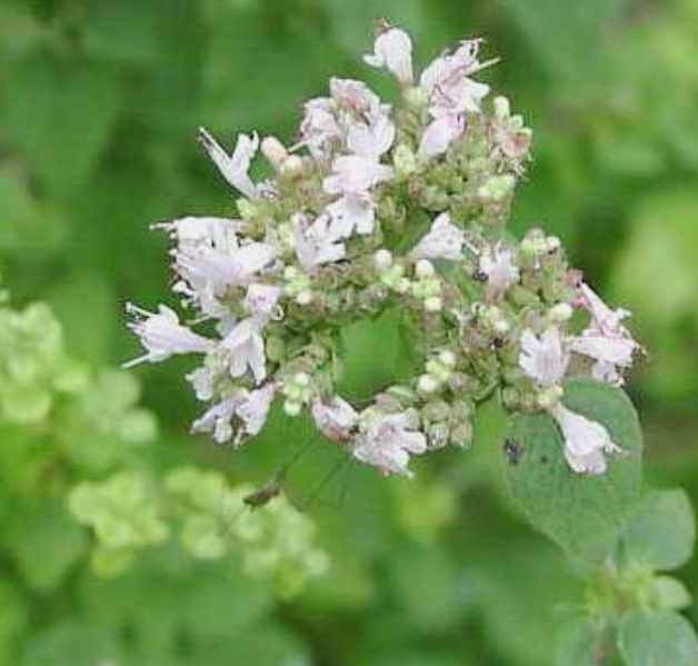 Sweet Marjoram Seeds - Culinary or Ornamental Herb - Organically grown -  Easy to Cultivate.