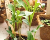 Cilantro Seeds - Slow Bolt - Organic Culinary Herb - Good companion plant