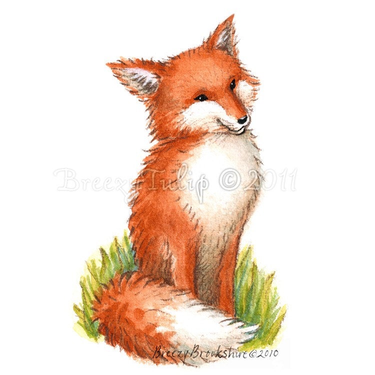 Captain, the Fox - Art Print