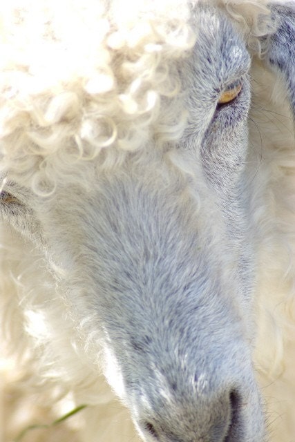 goat giclee photograph print