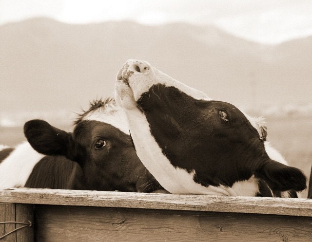 Giclee' Print Photograph  Sepia Cows