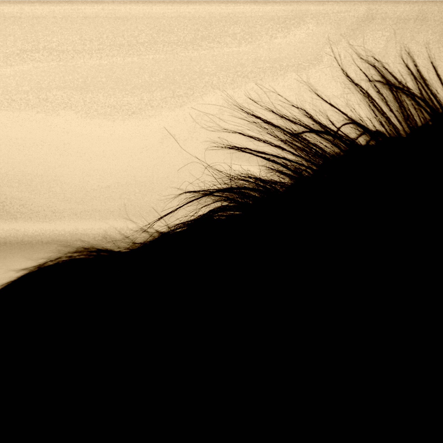 Horse Giclee' Sepia Photograph