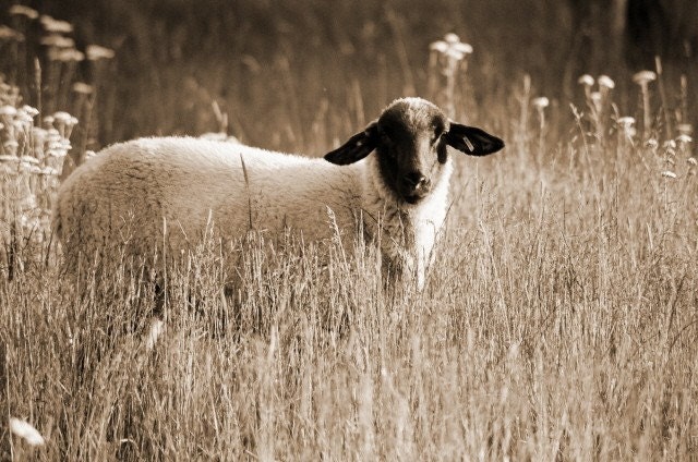 8 X 10 Giclee' Print  Sheep Nature Wall Art