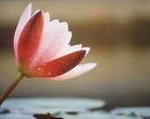 Blooming Water Lily Fine Art Print Glossy