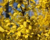 Forsythia Explosion Fine Art Photograph Print 8 x 10 Glossy