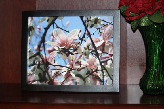 Blooming Pink Magnolia Fine Art Photograph Print Glossy