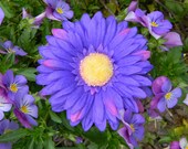 SALE... Pretty Purple Daisy hair flower with crocheted headband.  Flower is detachable.