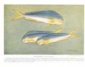 1924 Fish Print - Dolphin - Vintage Antique Nature Science Animal Art Illustration Cabin Cottage Home Decor for Framing